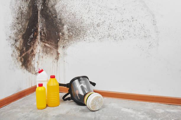 Best Affordable Mold Removal  in Shelton, WA
