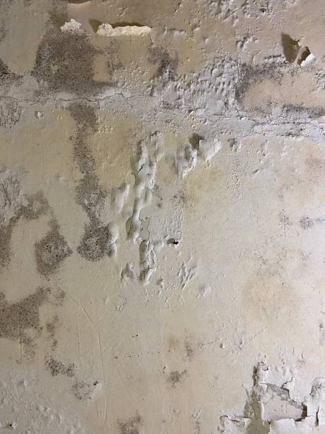 Best Crawl Space Mold Removal  in Shelton, WA