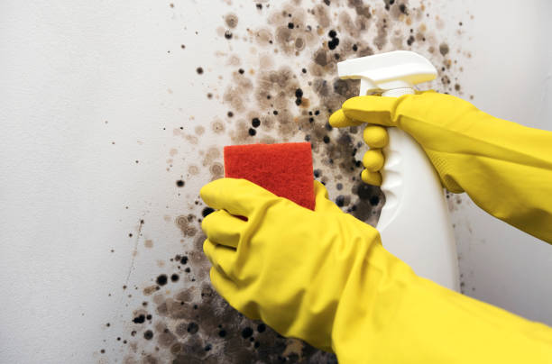 Crawl Space Mold Removal in Shelton, WA