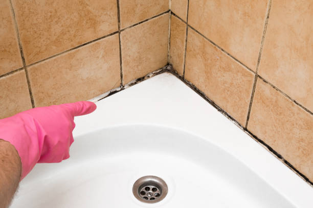 Best Commercial Mold Removal  in Shelton, WA