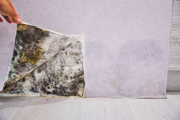 Best Mold Remediation  in Shelton, WA